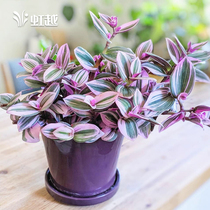 Oil painting wedding hanging orchid Hongyue Curl leaves crimson Net living room balcony purple colored leaf plants indoor leaf potted plants