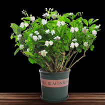 Four seasons flowering tiger head Jasmine seedlings potted saplings strong fragrant plants indoor mosquito repellent grass good green planting good green planting