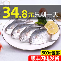 Zhoushan fresh silver pomfret deep sea fish sea catch frozen seafood aquatic flat fish White flat pomfret fish silver Chang fish fresh live