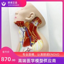 ENOVO Human neck local anatomy model Neck superficial muscle neurovascular anesthesia teaching