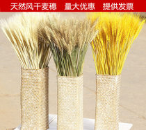 Natural ear of wheat dried flower bouquet opening barley Pastoral decoration ornaments Shooting props Ear of rice dried flowers Real flowers