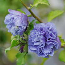 Blue-purple double-petal Purple Jade hibiscus seedlings potted balcony flower garden plants cold-resistant that year blossom