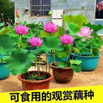 Bowl lotus root root water flower water culture bedroom suitable for balcony planting water-resistant plants