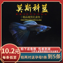 Fish Age] Moscow blue boutique guppies ornamental purebred tropical small fish squid ribbon live fish