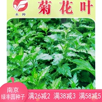 Chrysanthemum leaf seeds chrysanthemum brain seeds Nanjing local wild vegetables perennial vegetable seeds Spring and Autumn 3 grams about 10000 grains