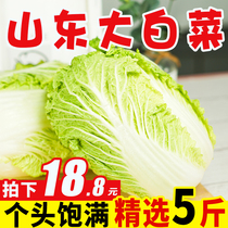 Pure fragrant fruit Shandong fresh open-air Chinese cabbage 5kg farmhouse self-planting season yellow heart fresh tender cabbage whole box 10