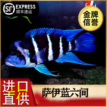 Imported three lakes Cired snapper crown foetus sayBlue Six Tan Snapper Living Tropical Ornamental Fish