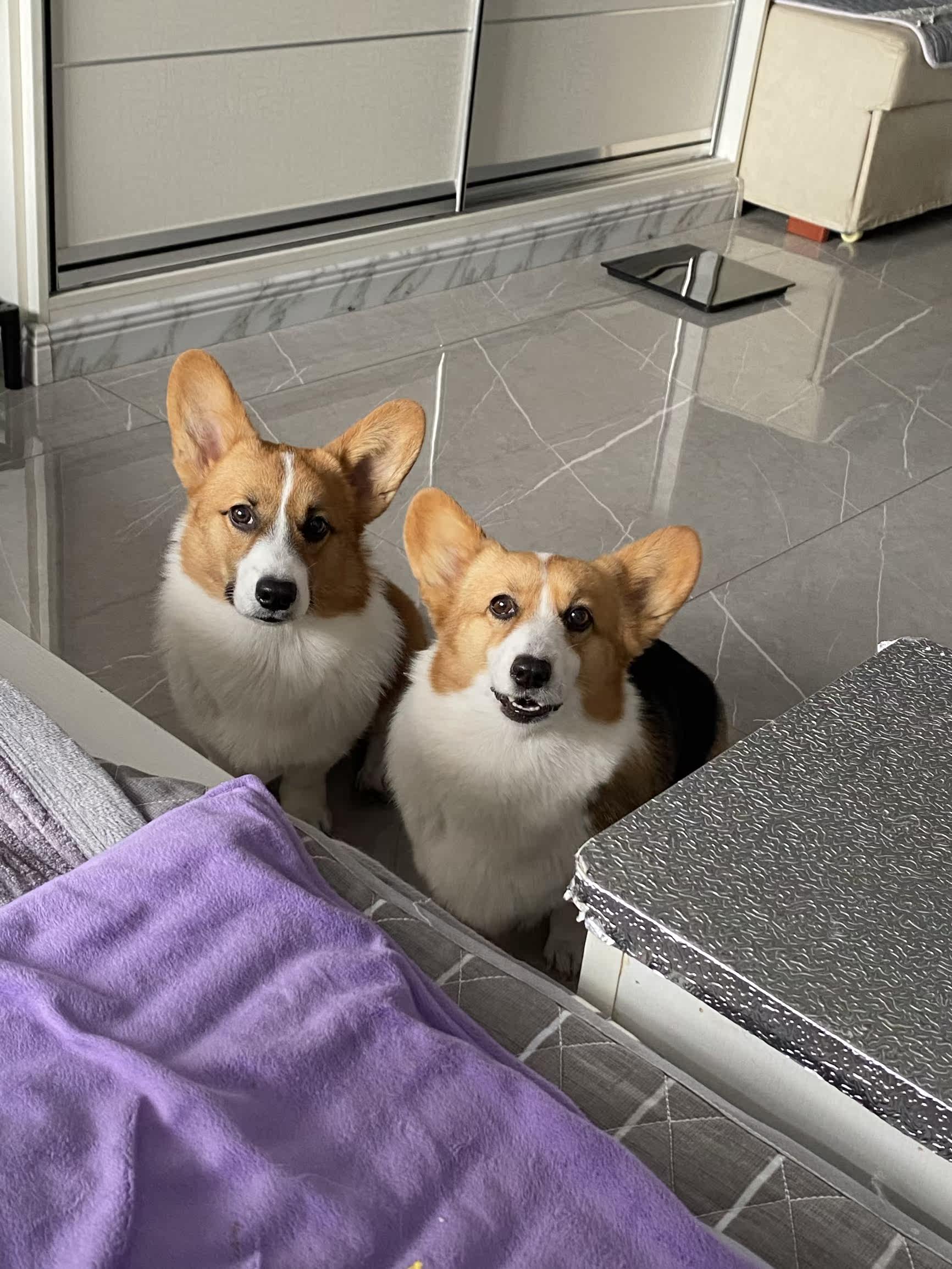 凯锐思犬主粮口碑怎样？详细解密有谁用过？