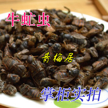 Chinese medicinal materials Gadfly worm busy worm mango worm 100g 85 yuan