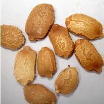 Chinese herbal medicine Chinese herbal balsam pear seeds 500g