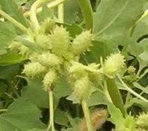 (Mountain treasure)Wild Cang ears can be Shunfeng