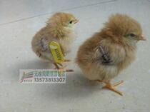  Breeding chicken wing number Chick wing number is suitable for chicks ducklings etc