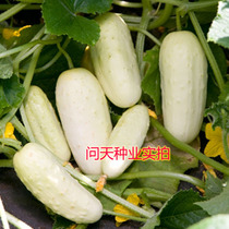 American heirloom imported white fruit cucumber seeds are not hybrid to keep seeds vegetables flowers are easy to grow and delicious