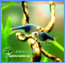 Tropical Fish Ornamental Fish Triangle Lamp Fish Purple Bright Purple Blue Triangle Light Fish Lamp Corfish Lamp Fish Grass Cylinder Fish