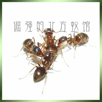 Pet ants Yellow pier ants 1 after 100 workers Northern strong ants Non-workshop breeding queen colony