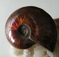 Water jade ice-stained snail fossils play with colorful snail handpieces ornaments red green light objects