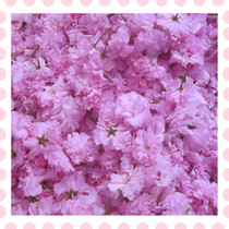 Fresh cherry blossoms and flowers marinated cherry blossoms to make pure dew enzyme cherry blossom sauce flowers