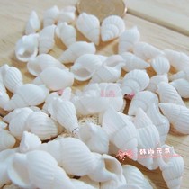 Natural small white yellow rice snail floor fish tank shell conch coral landscaping decorative handicrafts DIY color
