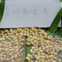 Sichuan Qingchuan farmer self-grown soil soy bean sprouts refuse non-GMO 250 grams of soy milk tofu brain