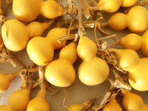 Natural small gourd American hand twist small gourd play Iron Gold gourd play small gourd