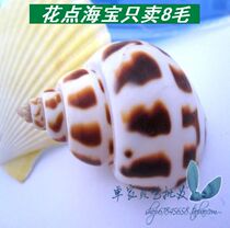Natural sea snail shells 4-5 cm floral spot with sea pagoon