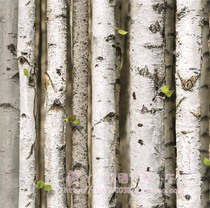 Girls Korean wallpaper Fashion living room wallpaper Nature Elemental Trees Woods Forest White Birch Forest NA09