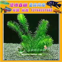 Centipede grass Water water middle leaf middle and rear view aquatic plants live aquatic plants entry-level aquatic plants 4 plants