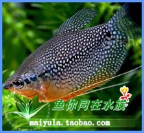 Tropical fish ornamental fish live Pearl vest fish vest fish mixed fish novice fish full size