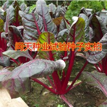 (Purple spinach red root seed) red leaf spinach seed