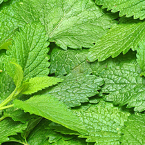 Lemon Balm fresh leaves 500g (from April) pure Dew aromatherapy enzyme and other materials
