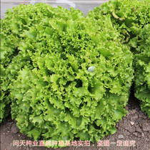 Fast-growing big-leaf lettuce seeds Fast-growing lettuce seeds loose-leaf lettuce seeds grow rapidly throughout the four seasons.