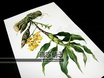 (Ji Xilan) illustration hand-painted super realistic plant orchid flower poster painting core decorative painting