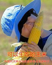 Can eat better fruits corn seeds KFC corn sweet corn seeds vegetable seeds