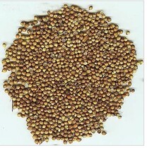 Coriander Coriander Seeds Coriander Seeds Hot Pot Brine coriander Coriander Seeds with Spice Batch 500 gr Fat