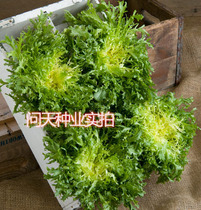 (Broken leaf sickerness seeds) bitter chrysanthemum seeds milk vegetables vegetable seeds potted garden can be salad