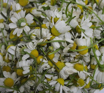 Fresh German chamomile flowers freshly marinated Degan specializes in pure dew 10 kg group purchase flowers