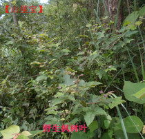 Fresh wild maple leaves Maple leaves Black glutinous rice raw materials confinement small moon herbal medicine