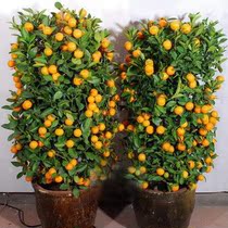  Lucky Kumquat Spring Festival New Years Eve flower potted plant-Kumquat tree potted plant-Jinyu Mantang-Ronghua rich and valuable Shanghai delivery