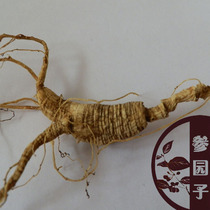 Ginseng Garden] Northeast ginseng specialty Jilin Changbai Mountain ginseng forest under the Forest mountain ginseng wild ginseng production area