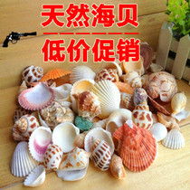 Shell conch scallop natural special sale