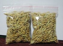 Season quality cat grass seed 15g * 1 bag to help kitty puff ball