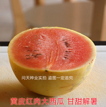 Early maturing yellow skin mine watermelon melon color bright sweet and delicious Four Seasons red soil fruit vegetable seeds