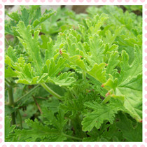 Fresh rose geranium to make pure dew essential oil enzyme raw materials from 3 kg to shoot ordinary express group purchase