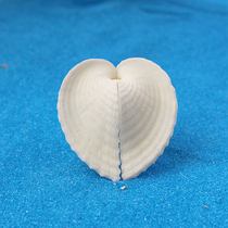 Love Shell natural shell fleshy conch ornaments home micro landscape decoration drift bottle creative diy boutique