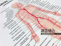 Human Artery Anatomy Arterial Anatomy Clinic Poster Decorative Painting