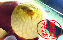 Hairy dog head fish unicorn crown submarine balloon fish tropical living ornamental fish air drum fish