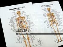 Human skeleton (front back) Anatomy Skeletal Anatomy English bodybuilding poster decorative painting