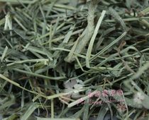 3 parts of 2020 new grass: Guanzhong Timu West Grass Timothy grass Country green and fragrant 500 grams