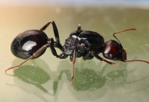 Falling Snow-Ant Pavilion 原生 New Colony of Native Harvest Ants