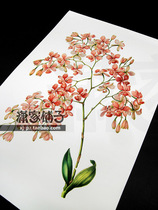 (Dendrobium Flower -2 Orchid) Illustration Hand-painted Super Realistic Plant Flower Poster Core Decorative Painting
